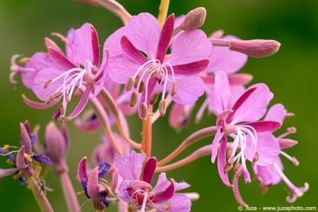 belle fleur